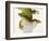 Day Gecko-Martin Harvey-Framed Photographic Print