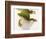 Day Gecko-Martin Harvey-Framed Photographic Print