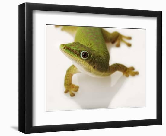 Day Gecko-Martin Harvey-Framed Photographic Print