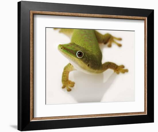 Day Gecko-Martin Harvey-Framed Photographic Print