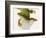 Day Gecko-Martin Harvey-Framed Photographic Print