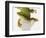 Day Gecko-Martin Harvey-Framed Photographic Print