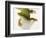 Day Gecko-Martin Harvey-Framed Photographic Print