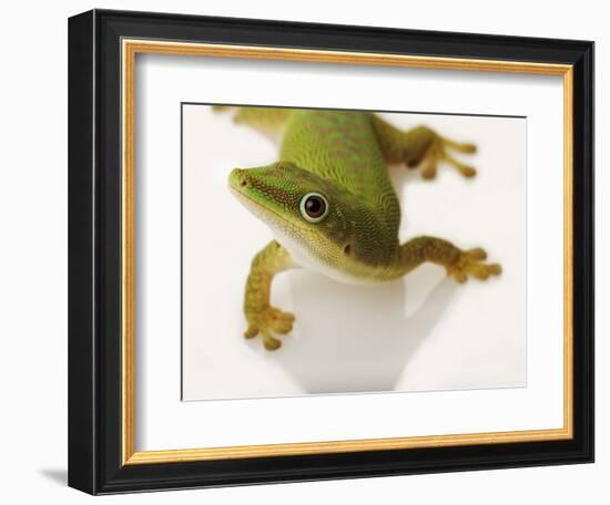 Day Gecko-Martin Harvey-Framed Photographic Print