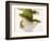 Day Gecko-Martin Harvey-Framed Photographic Print