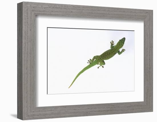 Day Gecko-DLILLC-Framed Photographic Print