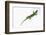 Day Gecko-DLILLC-Framed Photographic Print