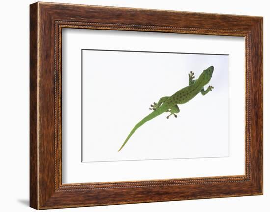 Day Gecko-DLILLC-Framed Photographic Print