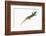 Day Gecko-DLILLC-Framed Photographic Print