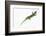 Day Gecko-DLILLC-Framed Photographic Print