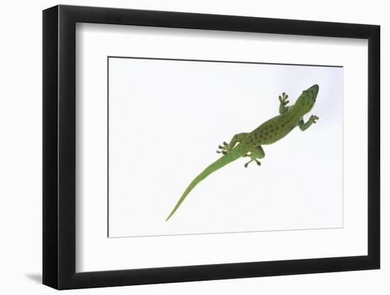 Day Gecko-DLILLC-Framed Photographic Print