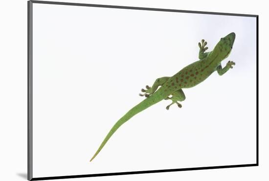 Day Gecko-DLILLC-Mounted Photographic Print