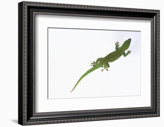 Day Gecko-DLILLC-Framed Photographic Print