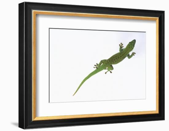 Day Gecko-DLILLC-Framed Photographic Print