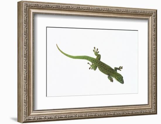 Day Gecko-DLILLC-Framed Photographic Print