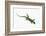 Day Gecko-DLILLC-Framed Photographic Print