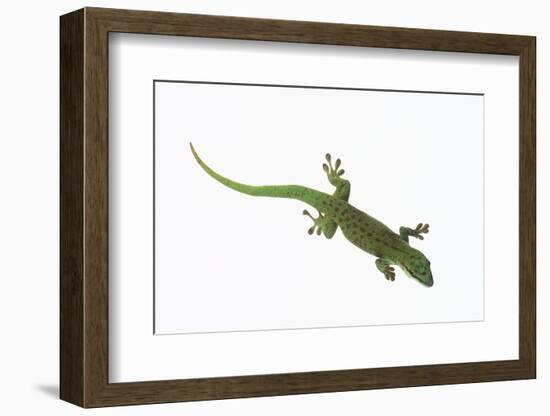 Day Gecko-DLILLC-Framed Photographic Print