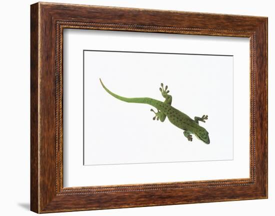 Day Gecko-DLILLC-Framed Photographic Print