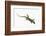 Day Gecko-DLILLC-Framed Photographic Print