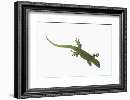 Day Gecko-DLILLC-Framed Photographic Print