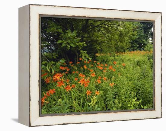 Day Lilies Growing Along Edge of Woods, Louisville, Kentucky, USA-Adam Jones-Framed Premier Image Canvas