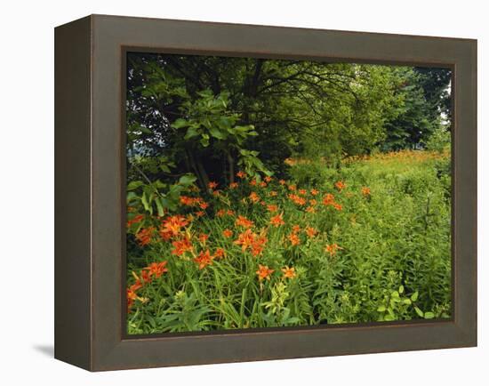 Day Lilies Growing Along Edge of Woods, Louisville, Kentucky, USA-Adam Jones-Framed Premier Image Canvas