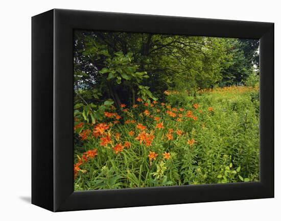 Day Lilies Growing Along Edge of Woods, Louisville, Kentucky, USA-Adam Jones-Framed Premier Image Canvas
