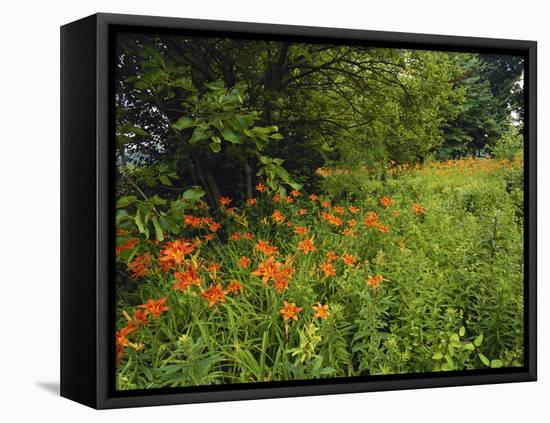 Day Lilies Growing Along Edge of Woods, Louisville, Kentucky, USA-Adam Jones-Framed Premier Image Canvas