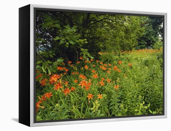 Day Lilies Growing Along Edge of Woods, Louisville, Kentucky, USA-Adam Jones-Framed Premier Image Canvas