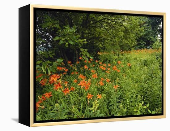 Day Lilies Growing Along Edge of Woods, Louisville, Kentucky, USA-Adam Jones-Framed Premier Image Canvas