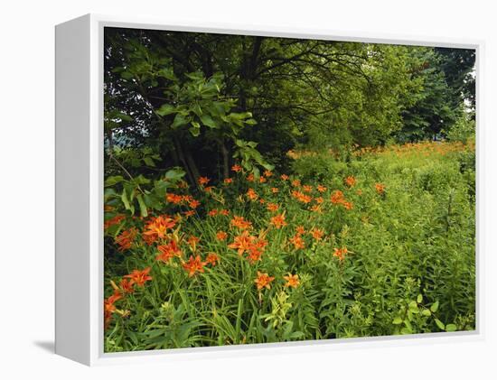 Day Lilies Growing Along Edge of Woods, Louisville, Kentucky, USA-Adam Jones-Framed Premier Image Canvas