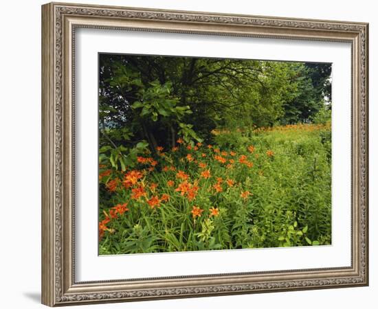 Day Lilies Growing Along Edge of Woods, Louisville, Kentucky, USA-Adam Jones-Framed Photographic Print