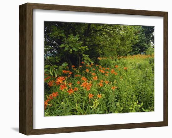 Day Lilies Growing Along Edge of Woods, Louisville, Kentucky, USA-Adam Jones-Framed Photographic Print