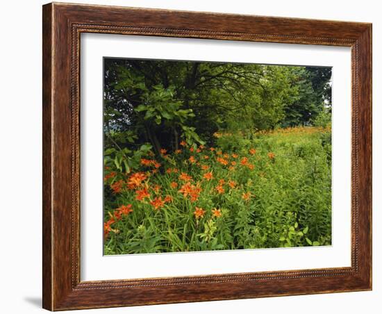 Day Lilies Growing Along Edge of Woods, Louisville, Kentucky, USA-Adam Jones-Framed Photographic Print