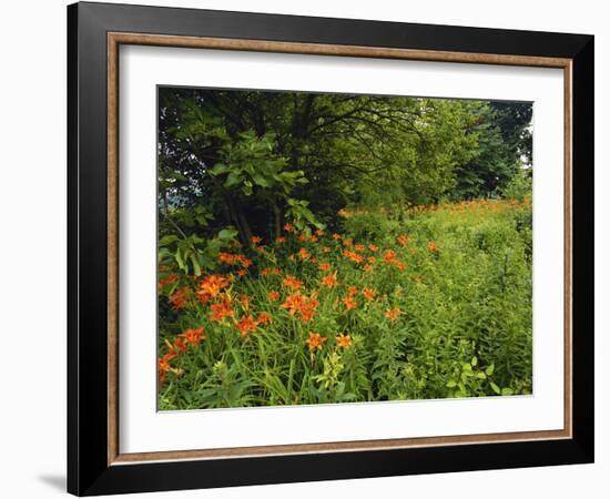 Day Lilies Growing Along Edge of Woods, Louisville, Kentucky, USA-Adam Jones-Framed Photographic Print