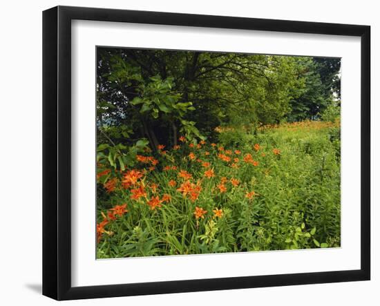 Day Lilies Growing Along Edge of Woods, Louisville, Kentucky, USA-Adam Jones-Framed Photographic Print