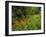 Day Lilies Growing Along Edge of Woods, Louisville, Kentucky, USA-Adam Jones-Framed Photographic Print