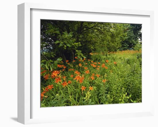 Day Lilies Growing Along Edge of Woods, Louisville, Kentucky, USA-Adam Jones-Framed Photographic Print