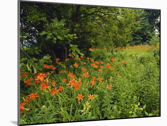 Day Lilies Growing Along Edge of Woods, Louisville, Kentucky, USA-Adam Jones-Mounted Photographic Print