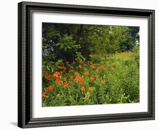 Day Lilies Growing Along Edge of Woods, Louisville, Kentucky, USA-Adam Jones-Framed Photographic Print