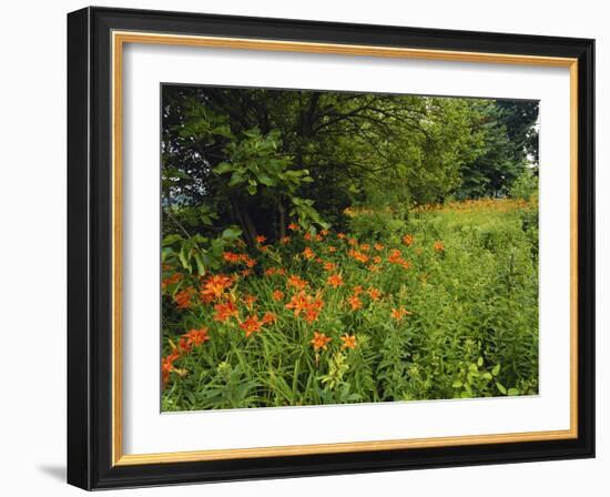 Day Lilies Growing Along Edge of Woods, Louisville, Kentucky, USA-Adam Jones-Framed Photographic Print