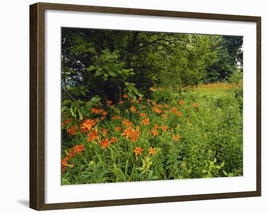 Day Lilies Growing Along Edge of Woods, Louisville, Kentucky, USA-Adam Jones-Framed Photographic Print