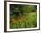 Day Lilies Growing Along Edge of Woods, Louisville, Kentucky, USA-Adam Jones-Framed Photographic Print