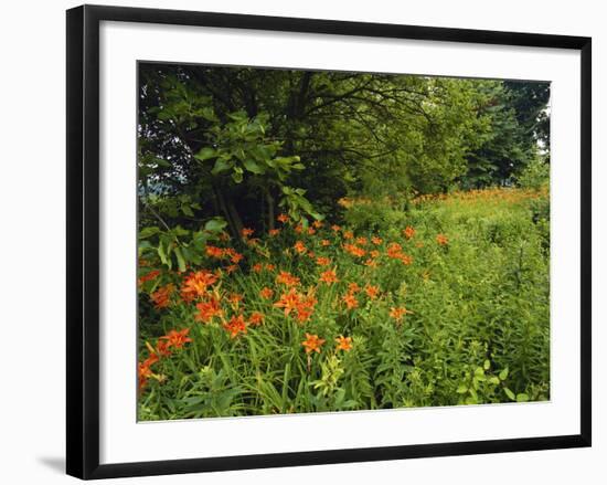 Day Lilies Growing Along Edge of Woods, Louisville, Kentucky, USA-Adam Jones-Framed Photographic Print