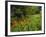 Day Lilies Growing Along Edge of Woods, Louisville, Kentucky, USA-Adam Jones-Framed Photographic Print