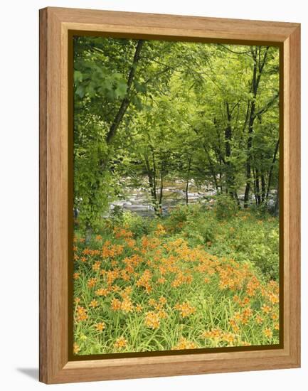 Day Lily Flowers Growing Along Little Pigeon River, Great Smoky Mountains National Park, Tennessee-Adam Jones-Framed Premier Image Canvas