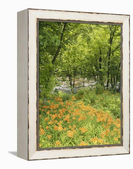 Day Lily Flowers Growing Along Little Pigeon River, Great Smoky Mountains National Park, Tennessee-Adam Jones-Framed Premier Image Canvas