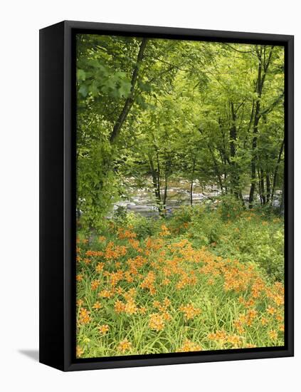 Day Lily Flowers Growing Along Little Pigeon River, Great Smoky Mountains National Park, Tennessee-Adam Jones-Framed Premier Image Canvas