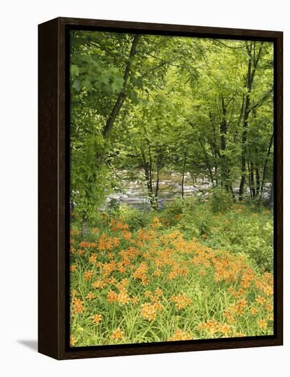 Day Lily Flowers Growing Along Little Pigeon River, Great Smoky Mountains National Park, Tennessee-Adam Jones-Framed Premier Image Canvas