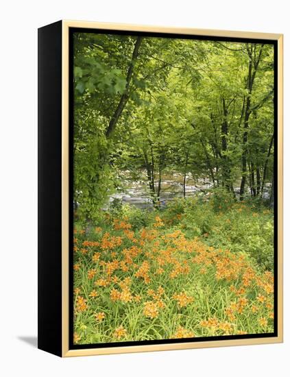 Day Lily Flowers Growing Along Little Pigeon River, Great Smoky Mountains National Park, Tennessee-Adam Jones-Framed Premier Image Canvas